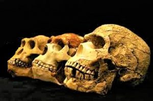 Read more about the article जीवशास्त्रीय मानवशास्त्र (Biological Anthropology)