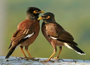 साळुंकी (common myna; Indian myna)