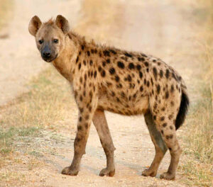 तरस (Hyena)
