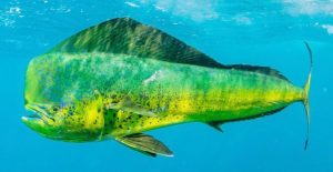 Read more about the article पोपटमासा (Dolphinfish)