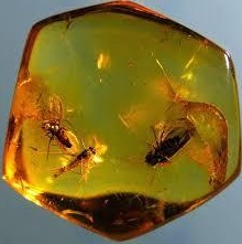 अंबर जीवाश्म (Amber Fossil)
