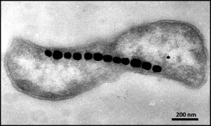 Read more about the article चुंबक अनुचलनी जीवाणू (Magnetotactic bacteria)