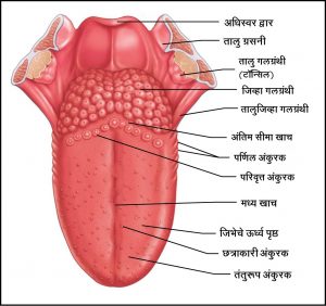 मानवी जीभ (Human tongue)