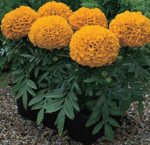 झेंडू ( African Marygold )