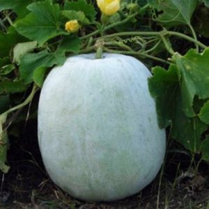 कोहळा (Ash Gourd)