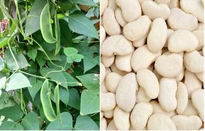 डबल बीन (Double Bean)