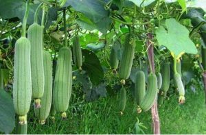 घोसाळे (Sponge Gourd)