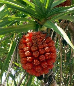 केवडा (Screw Pine)