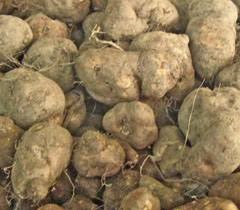 कुरका (Country Potato)