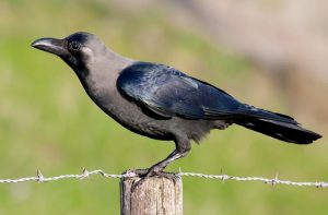 कावळा (House crow)