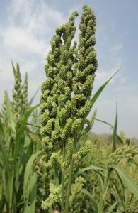 Read more about the article बर्टी (Barnyard Millet)