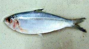 पेडवा (Sardinella fimbriata)