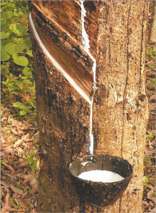 Read more about the article चिकाळ वनस्पती (Laticiferous plant)
