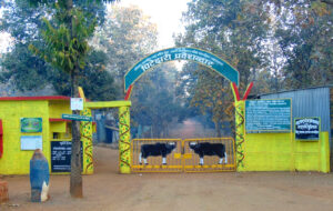 Read more about the article नागझिरा अभयारण्य (Nagzira Wildlife Sanctuary)