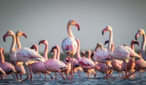Read more about the article जायकवाडी पक्षी अभयारण्य ( Jayakwadi Bird sanctuary)