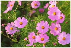 कॉसमॉस (Cosmos bipinnatus)