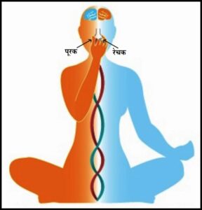 Read more about the article सूर्यभेदन प्राणायाम (Suryabhedan Pranayam)