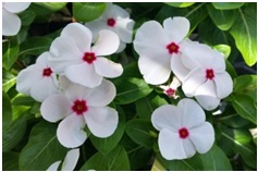 सदाफुली (Vinca rosea)