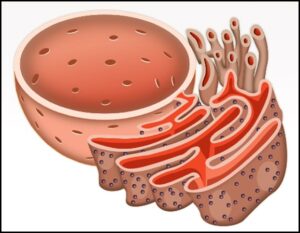 अंतर्द्रव्य जालिका (Endoplasmic Reticulum)
