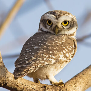 पिंगळा (Owlet)