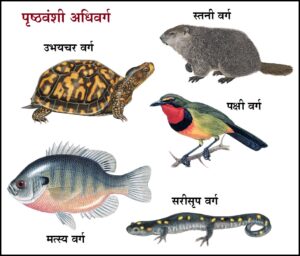 Read more about the article पृष्ठवंशी उपसंघ (subphylum Vertebrata)