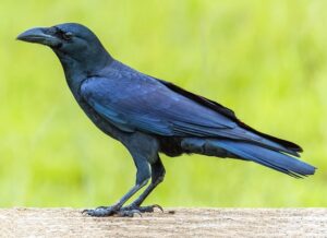 डोमकावळा (Jungle Crow)