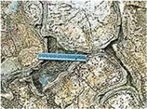 Read more about the article शिला स्मारके : उशी लाव्हा (Rock Monuments : Pillow Lava)