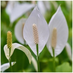 नागफणा (Spathiphyllum)