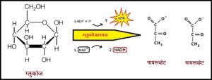 Read more about the article ग्लुकोजलयन (Glycolysis)