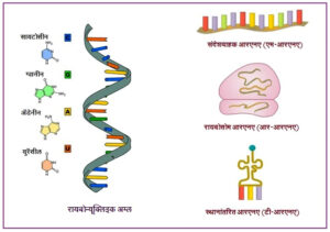 Read more about the article रायबोन्यूक्लिइक अम्ल (आरएनए)  [Ribonucleic acid (RNA)]