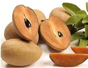 बियाणे : सामान्य आणि उद्दाम  (Seeds  : Orthodox and Recalcitrant)