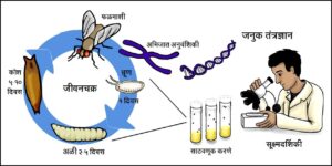 प्रातिनिधिक सजीव : फळमाशी (Model organism : Drosophila)