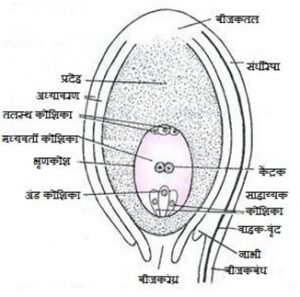 बीजक (Ovule)