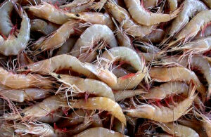 सागरी कोळंबी  (Indian Prawn)