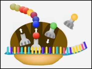 प्रथिन संश्लेषण (Protein Synthesis)