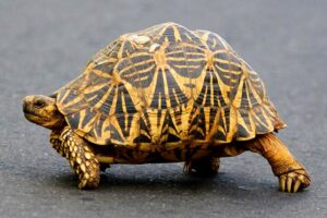 भूकच्छप - जमिनीवरील कासव (Tortoise)
