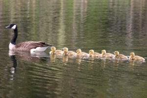 सहजात संस्करण, पक्ष्यांचे  (Imprinting mechanism in Birds )