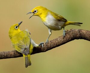 भारतीय चष्मेवाला पक्षी (Indian white-eye)