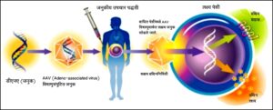 जनुकीय उपचार पद्धतीतील अब्जांश तंत्रज्ञान (­Nanotechnology in Genetic Treatment Methods)