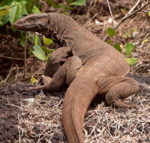 घोरपड (Bengal monitor)