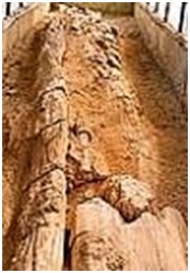 Read more about the article जीवाश्म उद्याने : अकाल जीवाश्म लाकूड उद्यान (Fossil Parks : Akal Fossil Wood Park)