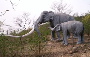 Read more about the article जीवाश्म उद्याने : सिवालिक जीवाश्म उद्यान (Fossil Parks : Siwalik Fossil Park)
