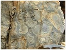 Read more about the article जीवाश्म उद्याने : शैवालस्तराश्म उद्यान, भोजुंडा (Fossil Parks : Stromatolite Park, Bhojunda)