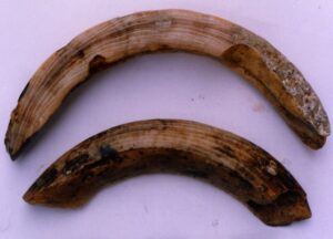 Read more about the article जहाजबुडीचे पुरातत्त्व : गोवा (Shipwreck archaeology of Goa)