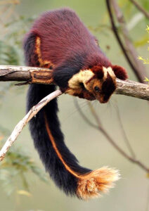 शेकरू (India giant squirrel)