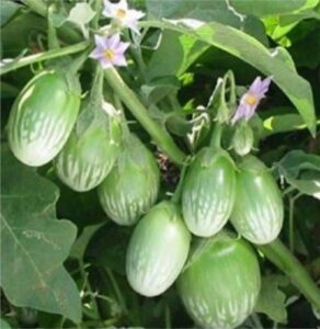 वांगे (Brinjal)