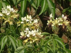 Read more about the article वायवर्णा (Crateva nurvala)