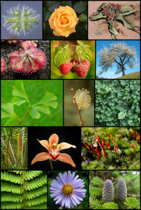 Read more about the article वनस्पती (Plant)