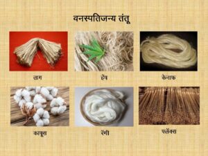 Read more about the article तंतुमय वनस्पती (Fibrous plant)