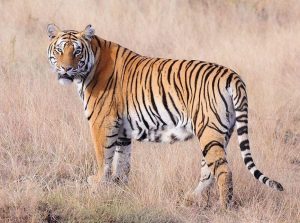 वाघ (Tiger)